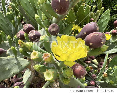 Cactus Opuntia (lat. - Opuntia) 102918930