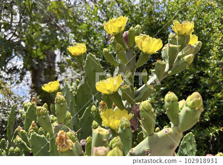 Cactus Opuntia (lat. - Opuntia) 102918931