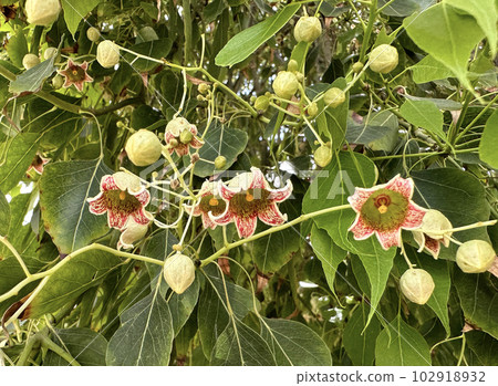 Brachychiton poplar or variegated (Brachychiton populneus) 102918932