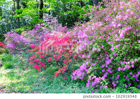 New green and azalea New green and azalea 102919348