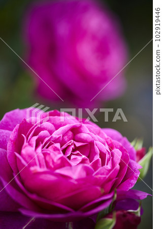 Red rose rose Red rose rose 102919446
