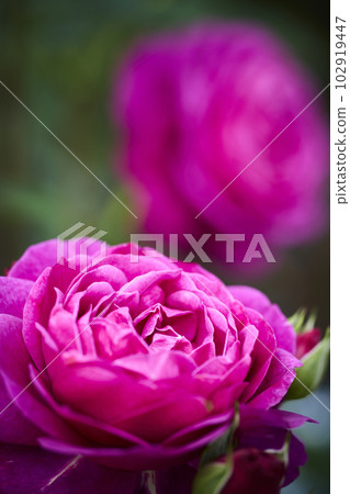Red rose rose Red rose rose 102919447