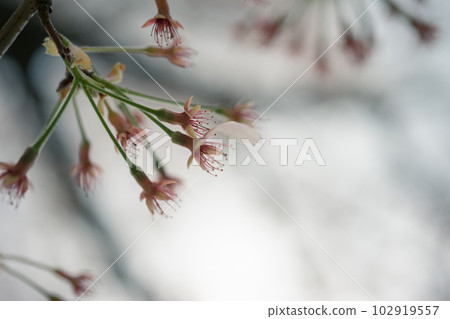 剩餘的花 剩餘的花 102919557