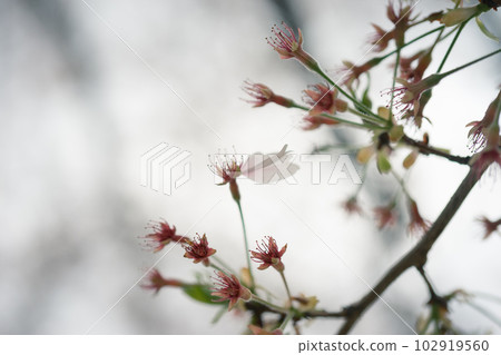 剩餘的花 剩餘的花 102919560