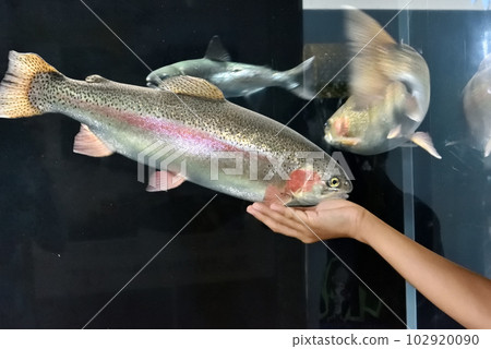 把手放在魚缸前的魚身上 把手放在魚缸前的魚身上 102920090