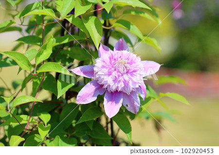 Clematis flower Josephine 102920453