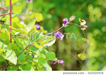 鐵線蓮花群青基米 102920456