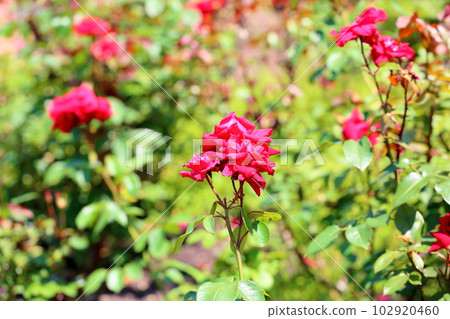 Rose of early summer Rob Roy 102920460