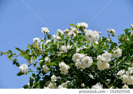 玫瑰“冰山” 玫瑰“冰山” 102920500