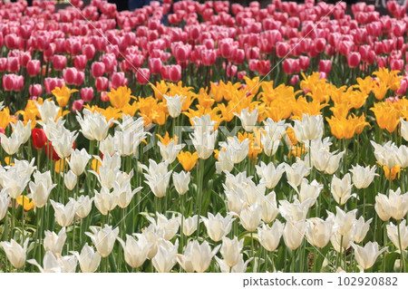 鬱金香花田1756 102920882