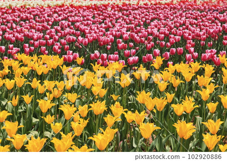 Tulip field 1768- Tulip field 1768- 102920886