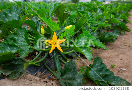 Rows of harvest of ripe zucchini on the field 102921388