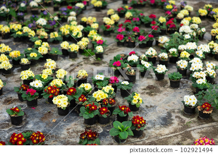 Young woman worker sitting down and looking to the pot of primrose in greenhouse Young woman worker sitting down and looking to the pot of primrose in greenhouse 102921494