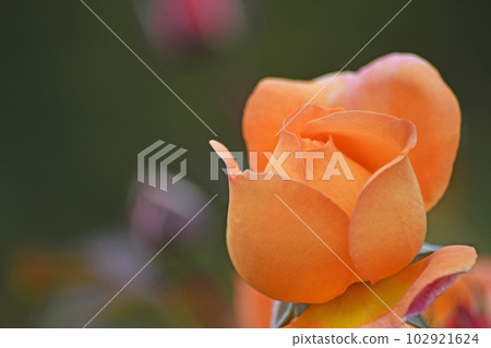 玫瑰 玫瑰 102921624