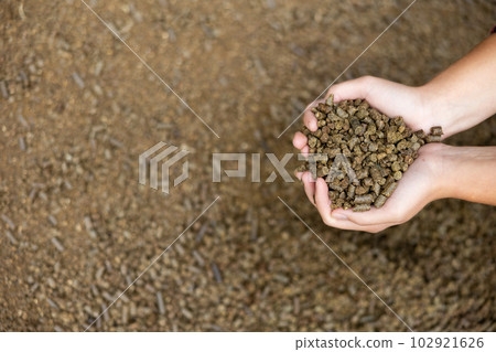 Female farmer hands holding handful of calf feed pellets Female farmer hands holding handful of calf feed pellets 102921626