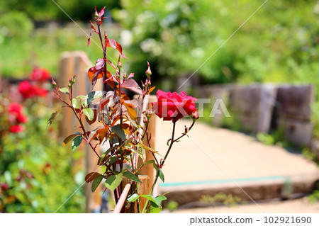 Rose of early summer Rob Roy 102921690