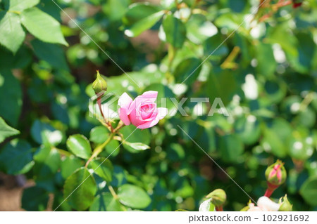 Rose flower home and garden Rose flower home and garden 102921692