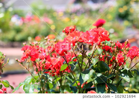 玫瑰花 玫瑰花 102921694