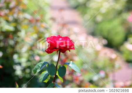 初夏玫瑰花瓣 102921698