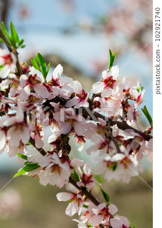 Almond flowers. Flowering almond tree in the garden. Blooming pink flowers on branches Almond flowers. Flowering almond tree in the garden. Blooming pink flowers on branches 102921740