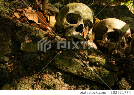 Skull enshrined in the burial ground in Trunyan village Skull enshrined in the burial ground in Trunyan village 102921774