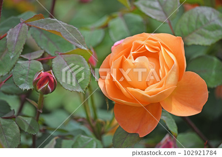 Roses Roses 102921784