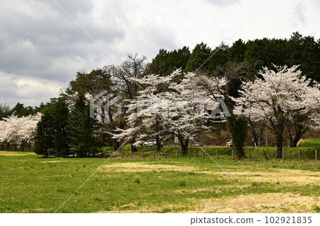 Koiwai farm in spring Koiwai farm in spring 102921835