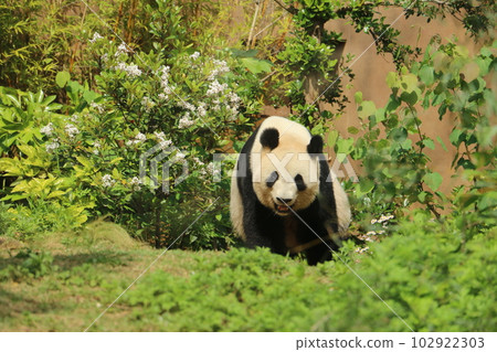 A giant panda walking quietly during an after-meal walk A giant panda walking quietly during an after-meal walk 102922303