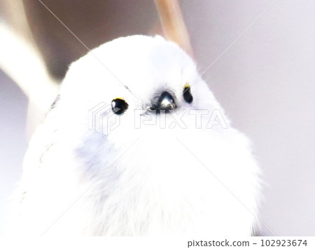 Cute shima enaga Cute shima enaga 102923674