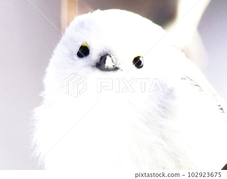 Cute shima enaga Cute shima enaga 102923675