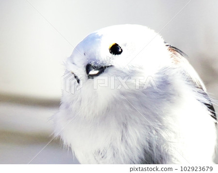 可愛的志摩enaga 102923679