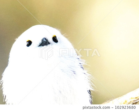 可愛的志摩enaga 102923680