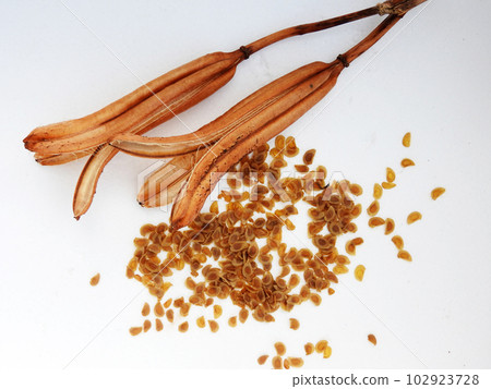 百合百合高砂的圖片，這是一種特殊的外來物種，環境部告訴我們不要種植 102923728