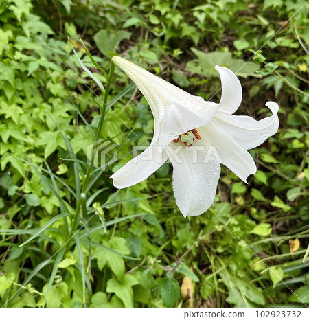 A photograph of a special alien species, Lily Takasago, which the Ministry of the Environment has told us not to grow 102923732