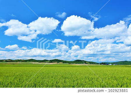 北海道夏日藍天稻田風光 102923881