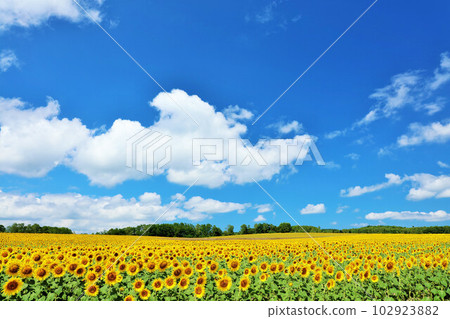 Hokkaido summer blue sky and sunflower landscape 102923882
