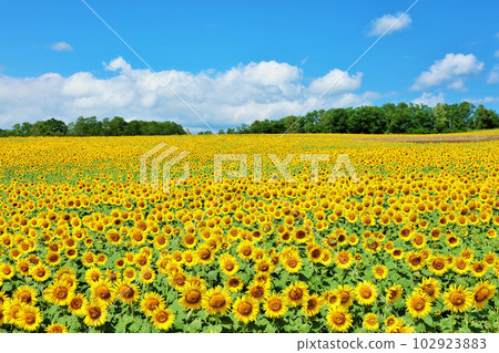 Hokkaido summer blue sky and sunflower landscape 102923883
