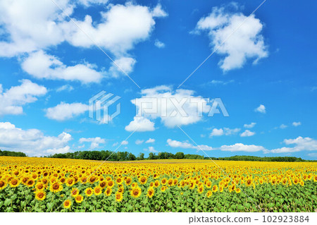 Hokkaido summer blue sky and sunflower landscape 102923884