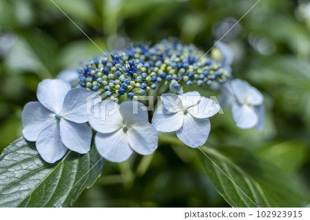 繡球花盛開 繡球花盛開 102923915