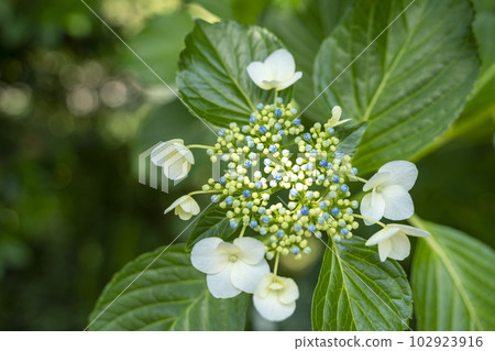 Hydrangea blooming Hydrangea blooming 102923916