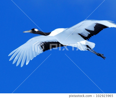 Red-crowned cranes flying in the sky Red-crowned cranes flying in the sky 102923965