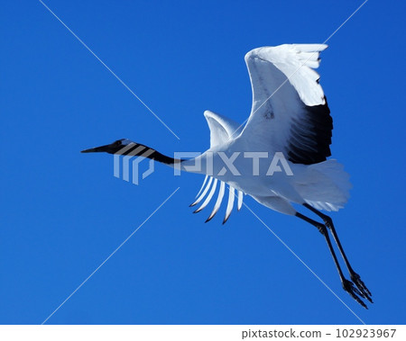 Red-crowned cranes flying in the sky Red-crowned cranes flying in the sky 102923967