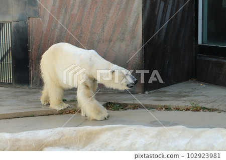 walking walking polar bear walking walking polar bear 102923981