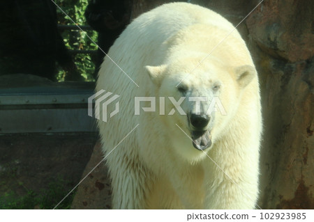 walking walking polar bear 102923985