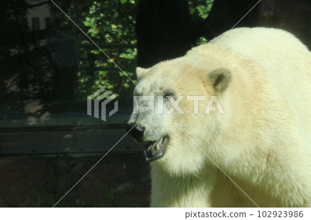 walking walking polar bear 102923986