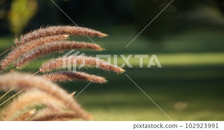 Pennisetum setaceum "Rubrum" (Purple Fountain Grass) 102923991