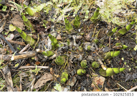 Hosta sieboldiana sprout = 可食用的野生植物,福島縣只見町 Hosta sieboldiana sprout = 可食用的野生植物,福島縣只見町 102925853