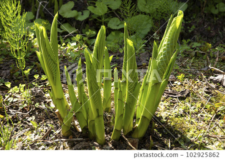 福島縣只見町穩步增長的Oobagiboushi的成長 102925862