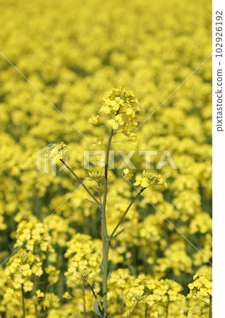 Rape blossoms Rape blossoms 102926192
