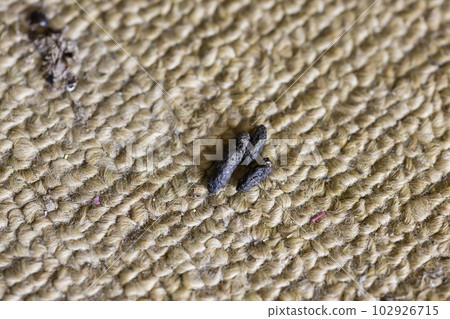 Rat droppings scattered on the carpet Image of rat damage Rat droppings scattered on the carpet Image of rat damage 102926715